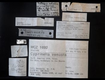 Media type: image;   Ichthyology 1692 Description: photograph;  Aspect: labels